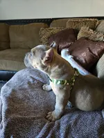 Stitch, a male American Bully for sale in Denver, CO – Photo 1 of 2