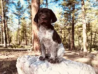 EXCEPTIONAL LIVER ROAN FEMALE “ELLE” — PICK OF THE LITTER, a female German Shorthaired Pointer for sale in Woodland Park, CO – 6 of 10