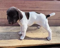 ‘MANDY’ GORGEOUS LARGE WHITE TICKED FEMALE , a female German Shorthaired Pointer for sale in Woodland Park, CO – 3 of 10