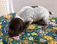 ‘JORGENSEN’ LIVER ROAN MALE , a male German Shorthaired Pointer for sale in Woodland Park, CO – 4 of 10