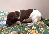 ‘ELLE’ LIVER ROAN FEMALE , a female German Shorthaired Pointer for sale in Woodland Park, CO – 4 of 10