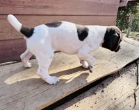 ‘MANDY’ GORGEOUS LARGE WHITE TICKED FEMALE , a female German Shorthaired Pointer for sale in Woodland Park, CO – 4 of 10
