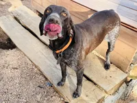 SAGE the ‘POCKET POINTER’, a female German Shorthaired Pointer for sale in Lake George, CO – 9 of 10