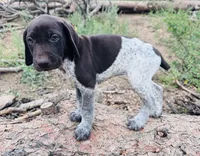 ‘ELLE’ AKC FEMALE- EXQUISITE PATCHING TOP COLOR LIVER ROAN, a female German Shorthaired Pointer for sale in Woodland Park, CO – 2 of 10