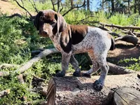 EXCEPTIONAL LIVER ROAN FEMALE “ELLE” — PICK OF THE LITTER, a female German Shorthaired Pointer for sale in Woodland Park, CO – 5 of 10
