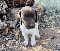 ‘MANDY’ GORGEOUS LARGE WHITE TICKED FEMALE , a female German Shorthaired Pointer for sale in Woodland Park, CO – 6 of 10