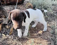‘MANDY’ GORGEOUS LARGE WHITE TICKED FEMALE , a female German Shorthaired Pointer for sale in Woodland Park, CO – 7 of 10