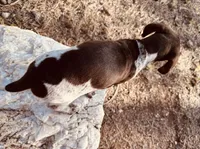 EXCEPTIONAL LIVER ROAN FEMALE “ELLE” — PICK OF THE LITTER, a female German Shorthaired Pointer for sale in Woodland Park, CO – 2 of 10