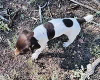 ‘MANDY’ GORGEOUS LARGE WHITE TICKED FEMALE , a female German Shorthaired Pointer for sale in Woodland Park, CO – 10 of 10
