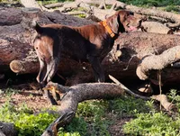 SAGE the ‘POCKET POINTER’, a female German Shorthaired Pointer for sale in Lake George, CO – 2 of 10