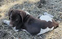 EXCEPTIONAL LIVER ROAN FEMALE “ELLE” — PICK OF THE LITTER, a female German Shorthaired Pointer for sale in Woodland Park, CO – 3 of 10