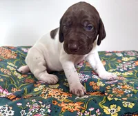 ‘MANDY’ WHITE TICKED FEMALE , a female German Shorthaired Pointer for sale in Woodland Park, CO – 3 of 9