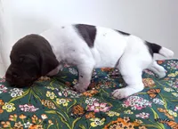 ‘MANDY’ WHITE TICKED FEMALE , a female German Shorthaired Pointer for sale in Woodland Park, CO – 4 of 9