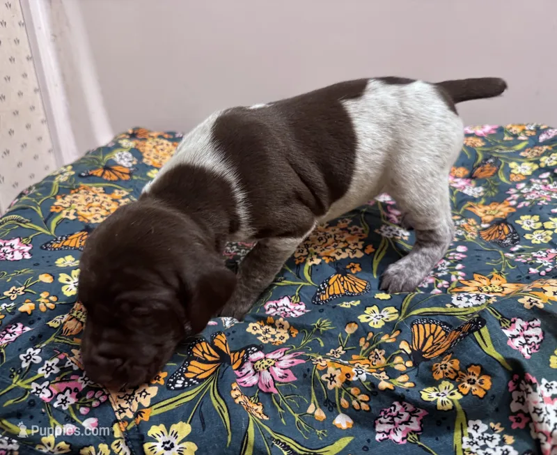 ‘ELLE’ LIVER ROAN FEMALE  – German Shorthaired Pointer puppy for sale in Woodland Park, CO