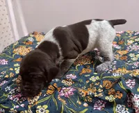 ‘ELLE’ LIVER ROAN FEMALE , a female German Shorthaired Pointer for sale in Woodland Park, CO – 1 of 10
