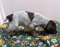 ‘JORGENSEN’ LIVER ROAN MALE , a male German Shorthaired Pointer for sale in Woodland Park, CO – 7 of 10