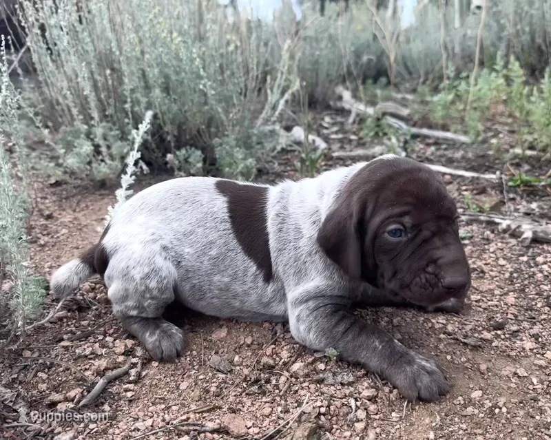 ‘JORGENSEN’ LIVER ROAN MALE  – German Shorthaired Pointer puppy for sale in Woodland Park, CO