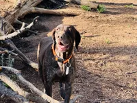 SAGE the ‘POCKET POINTER’, a female German Shorthaired Pointer for sale in Lake George, CO – 8 of 10