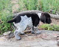 ‘ELLE’ AKC FEMALE- EXQUISITE PATCHING TOP COLOR LIVER ROAN, a female German Shorthaired Pointer for sale in Woodland Park, CO – 8 of 10