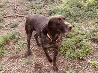 SAGE the ‘POCKET POINTER’, a female German Shorthaired Pointer for sale in Lake George, CO – 7 of 10