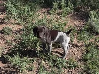 EXCEPTIONAL LIVER ROAN FEMALE “ELLE” — PICK OF THE LITTER, a female German Shorthaired Pointer for sale in Woodland Park, CO – 9 of 10
