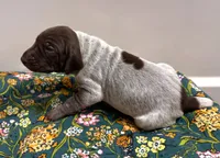 ‘JORGENSEN’ LIVER ROAN MALE , a male German Shorthaired Pointer for sale in Woodland Park, CO – 5 of 10