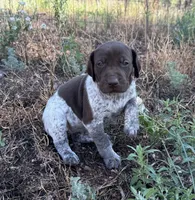 ‘ELLE’ LIVER ROAN FEMALE SUPER SPECKLED! , a female German Shorthaired Pointer for sale in Woodland Park, CO – 5 of 10