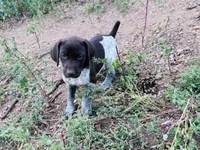 ‘ELLE’ AKC FEMALE- EXQUISITE PATCHING TOP COLOR LIVER ROAN, a female German Shorthaired Pointer for sale in Woodland Park, CO – 6 of 10