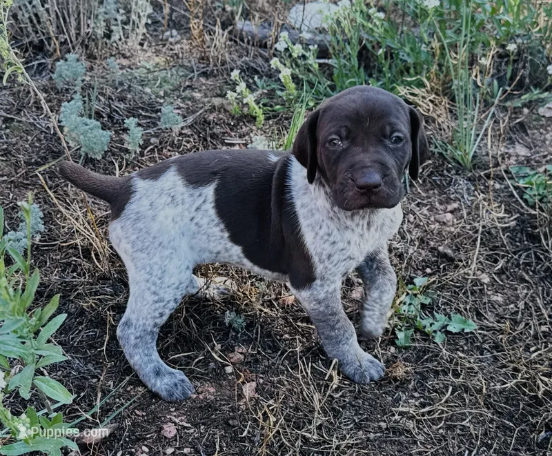 ‘ELLE’ LIVER ROAN FEMALE SUPER SPECKLED!  – German Shorthaired Pointer puppy for sale in Woodland Park, CO