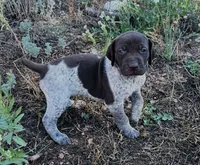 ‘ELLE’ LIVER ROAN FEMALE SUPER SPECKLED! , a female German Shorthaired Pointer for sale in Woodland Park, CO – 1 of 10