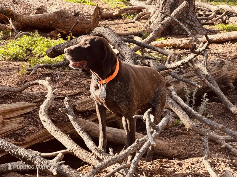 SAGE the ‘POCKET POINTER’ – German Shorthaired Pointer puppy for sale in Lake George, CO
