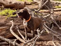 SAGE the ‘POCKET POINTER’, a female German Shorthaired Pointer for sale in Lake George, CO – 1 of 10