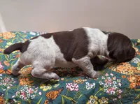 ‘ELLE’ LIVER ROAN FEMALE , a female German Shorthaired Pointer for sale in Woodland Park, CO – 8 of 10