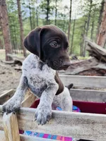 ‘ELLE’ AKC FEMALE- EXQUISITE PATCHING TOP COLOR LIVER ROAN, a female German Shorthaired Pointer for sale in Woodland Park, CO – 10 of 10