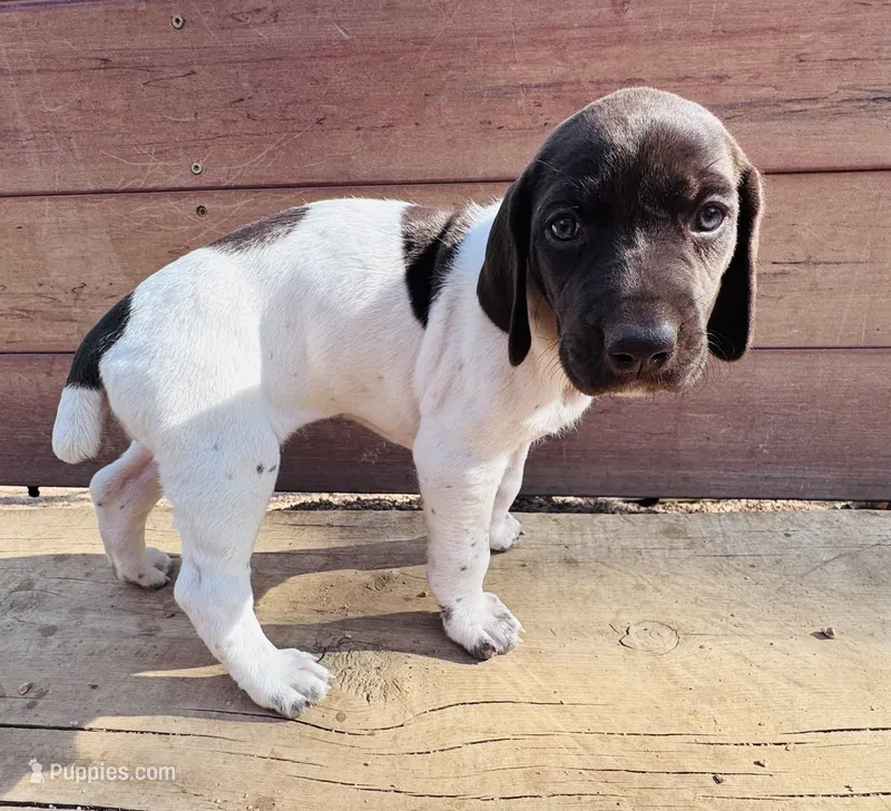 ‘MANDY’ GORGEOUS LARGE WHITE TICKED FEMALE  – German Shorthaired Pointer puppy for sale in Woodland Park, CO