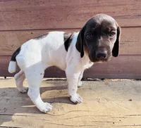 ‘MANDY’ GORGEOUS LARGE WHITE TICKED FEMALE , a female German Shorthaired Pointer for sale in Woodland Park, CO – 1 of 10