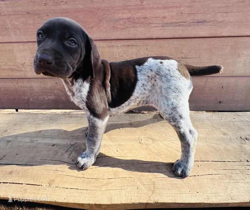‘ELLE’ LIVER ROAN FEMALE SUPER SPECKLED!  – German Shorthaired Pointer puppy for sale in Woodland Park, CO