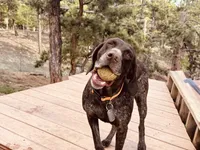 SAGE the ‘POCKET POINTER’, a female German Shorthaired Pointer for sale in Lake George, CO – 5 of 10