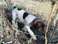 ‘MANDY’ GORGEOUS LARGE WHITE TICKED FEMALE , a female German Shorthaired Pointer for sale in Woodland Park, CO – 8 of 10