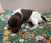‘ELLE’ LIVER ROAN FEMALE , a female German Shorthaired Pointer for sale in Woodland Park, CO – 10 of 10
