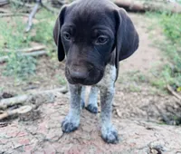 ‘ELLE’ AKC FEMALE- EXQUISITE PATCHING TOP COLOR LIVER ROAN, a female German Shorthaired Pointer for sale in Woodland Park, CO – 3 of 10