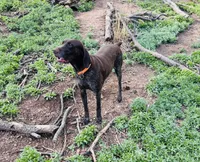 SAGE the ‘POCKET POINTER’, a female German Shorthaired Pointer for sale in Lake George, CO – 10 of 10