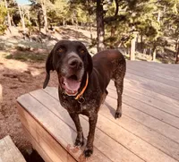 SAGE the ‘POCKET POINTER’, a female German Shorthaired Pointer for sale in Lake George, CO – 6 of 10