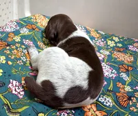 ‘ELLE’ LIVER ROAN FEMALE , a female German Shorthaired Pointer for sale in Woodland Park, CO – 3 of 10