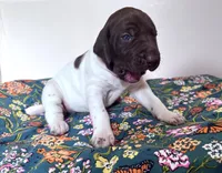 ‘MANDY’ WHITE TICKED FEMALE , a female German Shorthaired Pointer for sale in Woodland Park, CO – 6 of 9