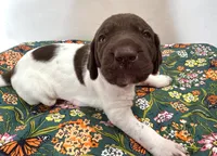 ‘MANDY’ WHITE TICKED FEMALE , a female German Shorthaired Pointer for sale in Woodland Park, CO – 5 of 9