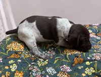 ‘ELLE’ LIVER ROAN FEMALE , a female German Shorthaired Pointer for sale in Woodland Park, CO – 2 of 10