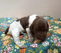 ‘ELLE’ LIVER ROAN FEMALE , a female German Shorthaired Pointer for sale in Woodland Park, CO – 9 of 10