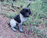 ‘ELLE’ AKC FEMALE- EXQUISITE PATCHING TOP COLOR LIVER ROAN, a female German Shorthaired Pointer for sale in Woodland Park, CO – 4 of 10