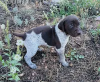 ‘ELLE’ LIVER ROAN FEMALE SUPER SPECKLED! , a female German Shorthaired Pointer for sale in Woodland Park, CO – 9 of 10